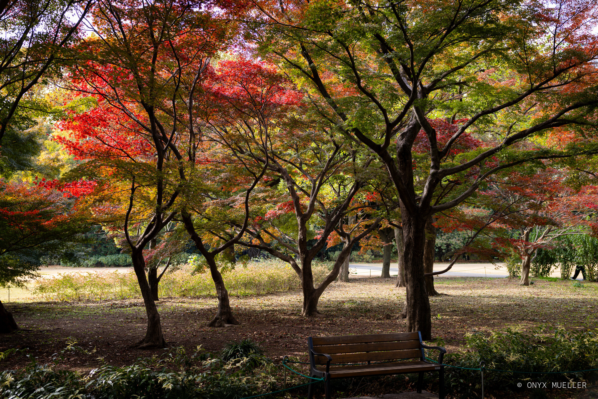 Empty Bench