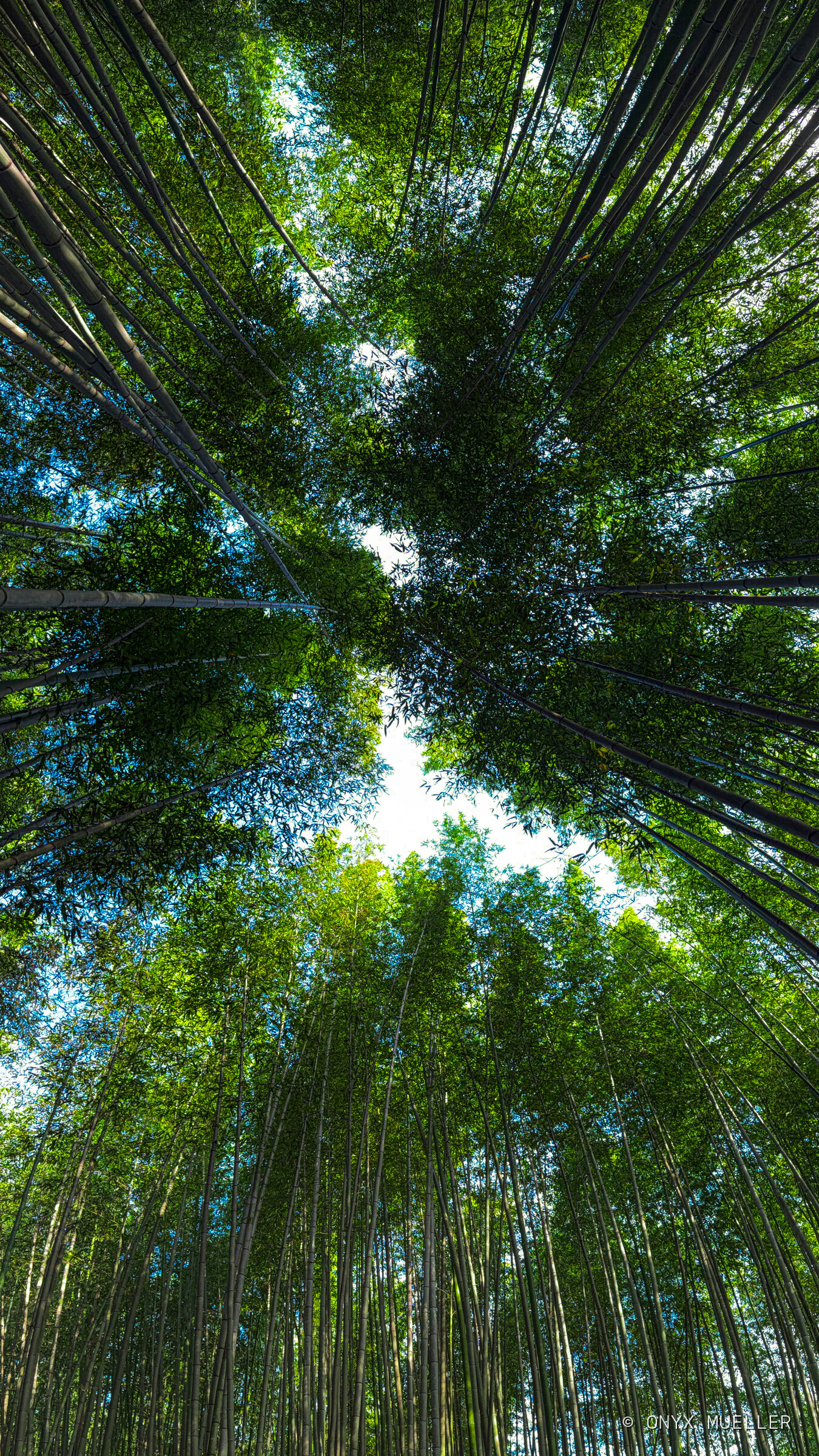 Bamboo Vault